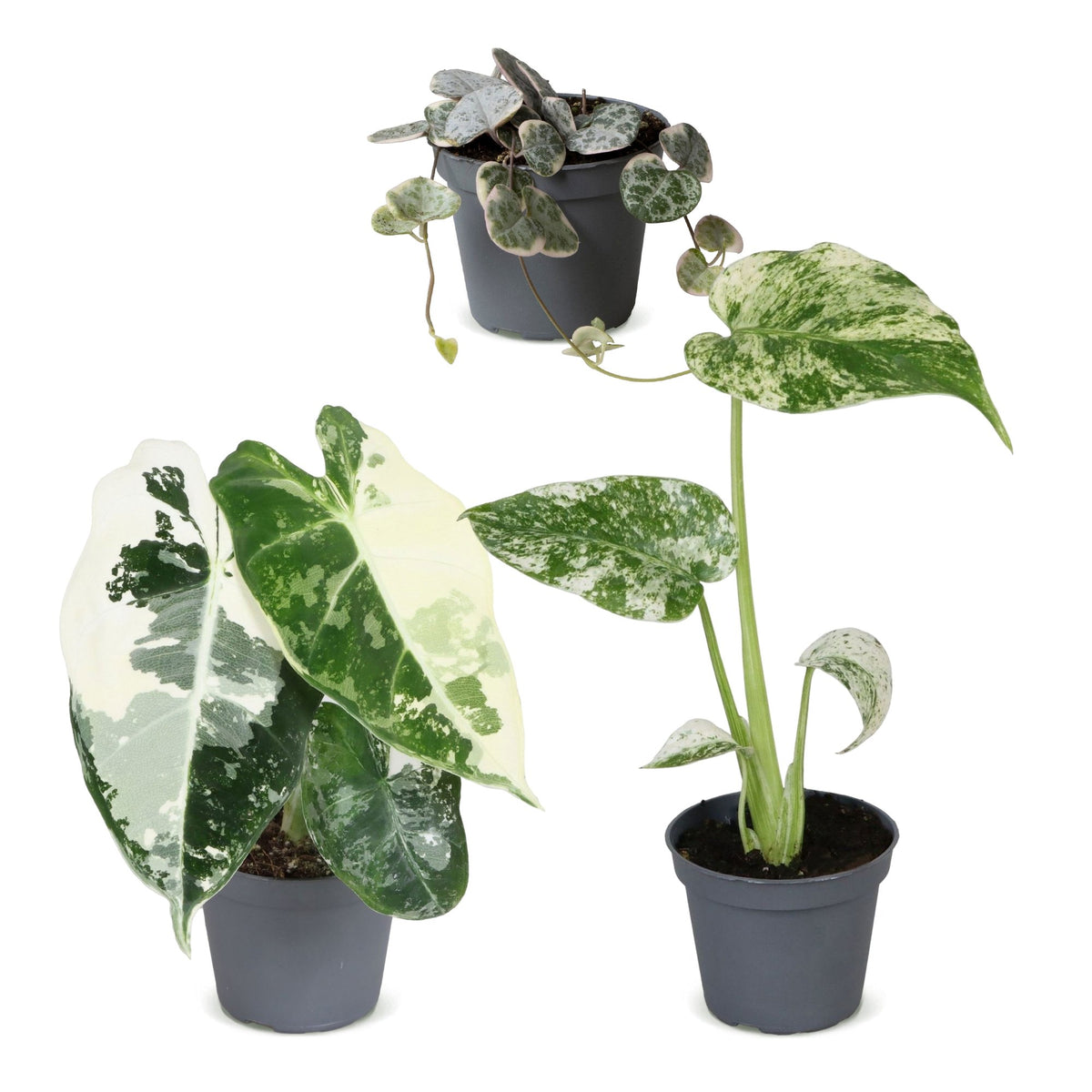 3× jeunes plantes Variegata Mix – Ø6 cm, 10–15 cm de haut