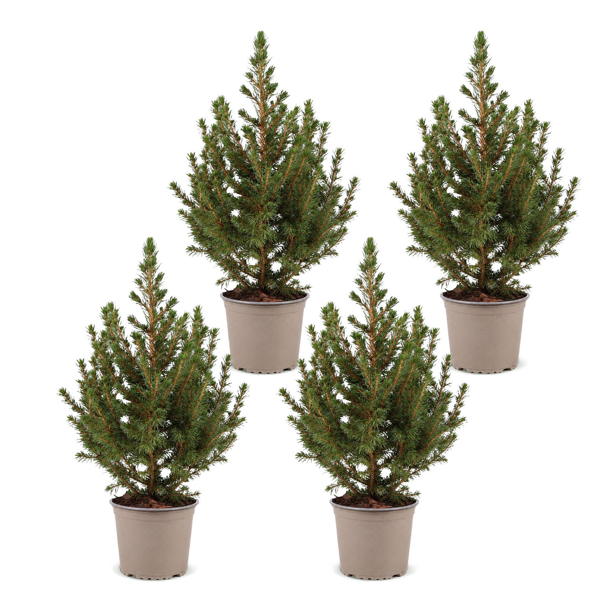 4× Picea glauca Conica (sapin de Noël) – Ø13 cm, 45 cm de haut