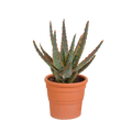 Aloë zebrina Dannyz (aloe) en pot en terre cuite – Ø11 cm, 23 cm de haut