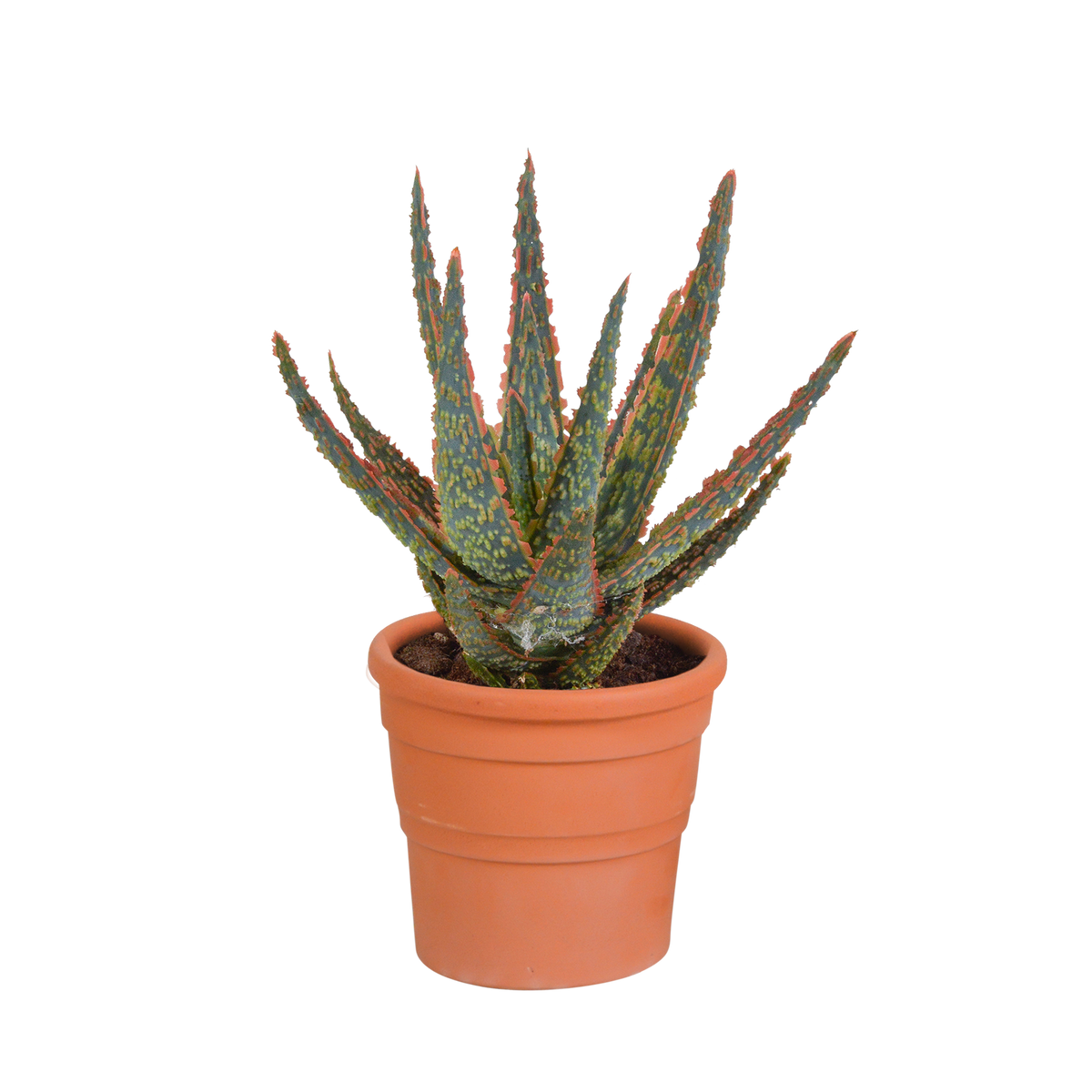 Aloe zebrina Dannyz (Aloe) im Terrakottatopf – Ø 11 cm, 23 cm hoch
