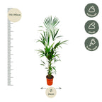 Kentia palm (Howea) – Ø25 cm, 170 cm hoog