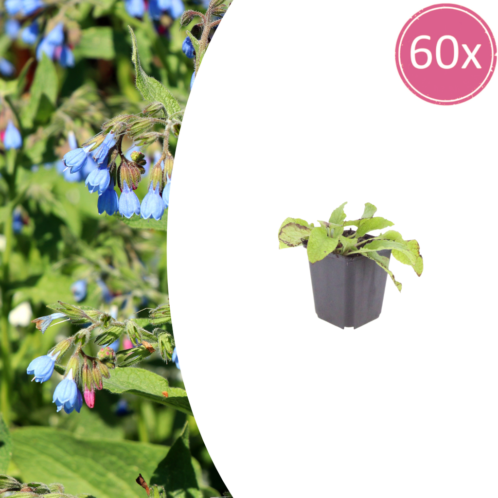 Symphytum grand. 'Wisley Blue' (grande consoude) – 60 plants, Ø9 cm, 10–25 cm de haut