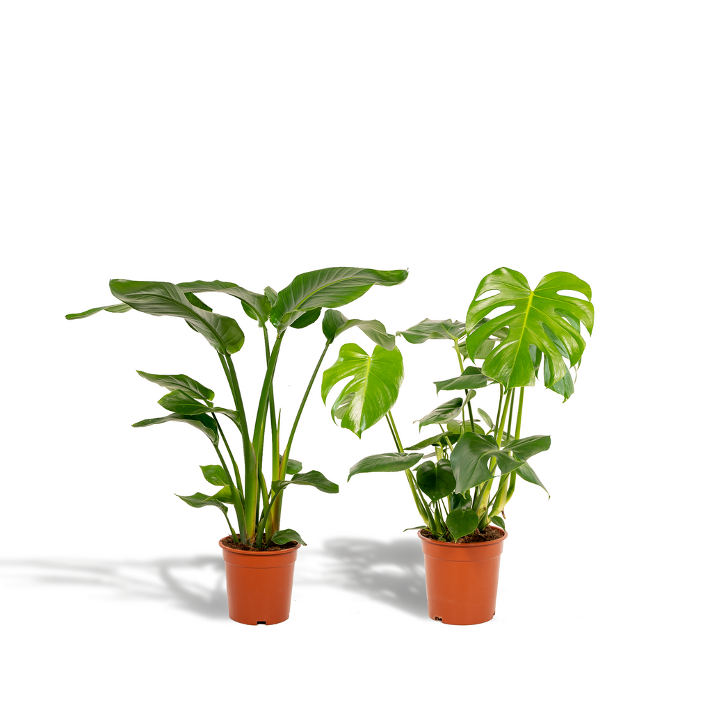 Strelitzia nicolai (Monstera) – Ø19 cm, 85 cm høj
