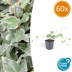 Hedera helix 'Glacier' (ivy) – 60 plants, Ø9 cm, 10–25 cm high