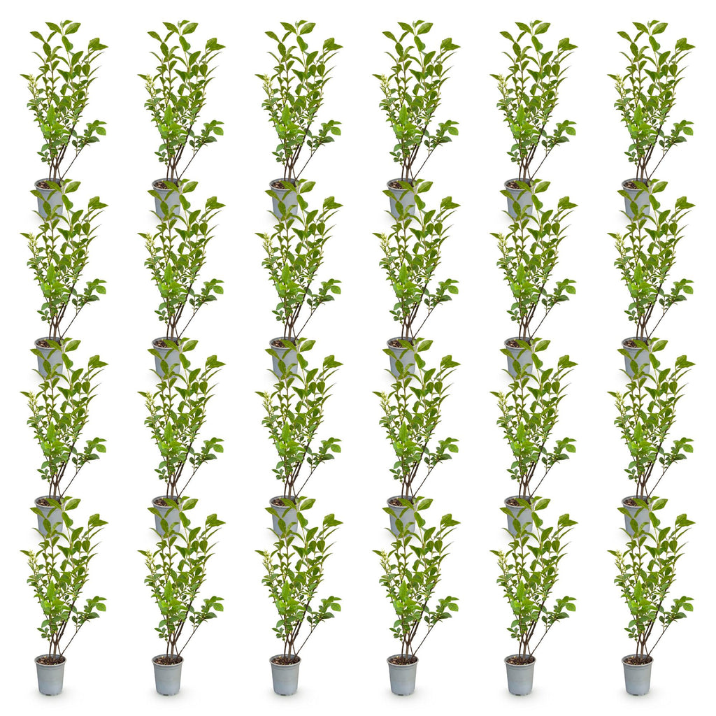 Ligustrum ovalifolium (almindelig liguster) – 24 planter, Ø9 cm, 35–45 cm høje – billede 2