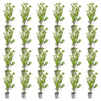 Ligustrum ovalifolium (almindelig liguster) – 24 planter, Ø9 cm, 35–45 cm høje