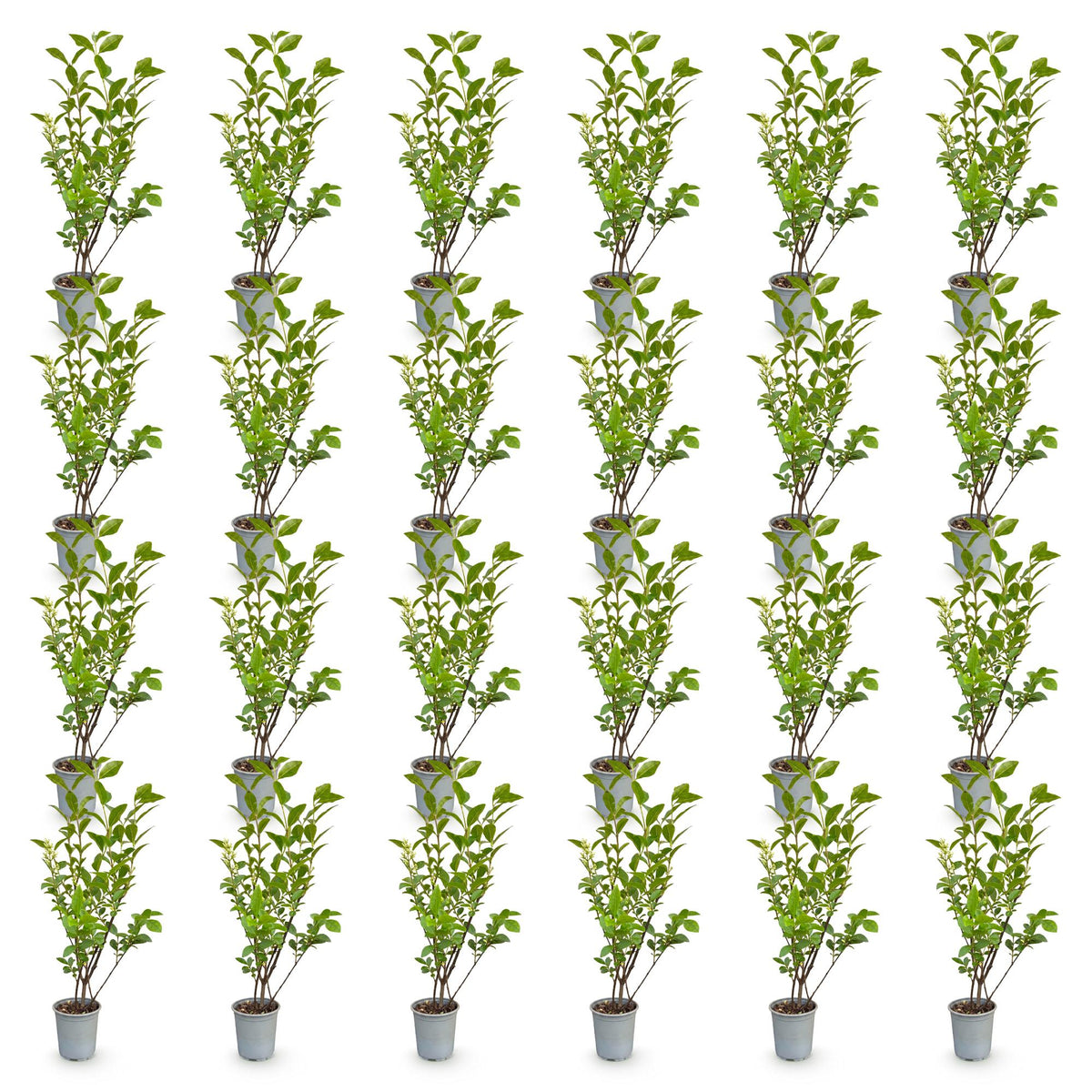 Ligustrum ovalifolium (common privet) – 24 plants, Ø9 cm, 35–45 cm high – photo 2