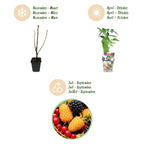 Himbeere (Rubus idaeus) – 6 Pflanzen, Ø9 cm, 35 cm hoch