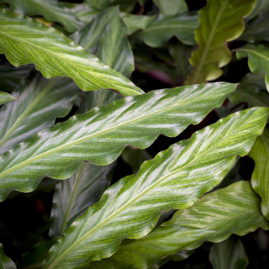 2× Calathea Rufibarba – Ø17 cm, 55–60 cm hoch