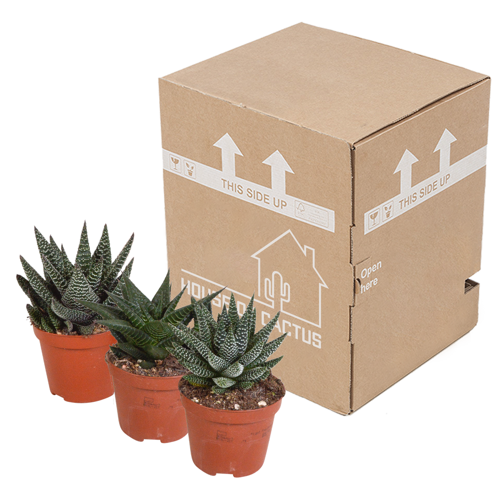 Mélange Gasteria/Haworthia sans pot décoratif – Ø9 cm, 18 cm de haut