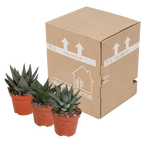 Mélange Gasteria/Haworthia sans pot décoratif – Ø9 cm, 18 cm de haut