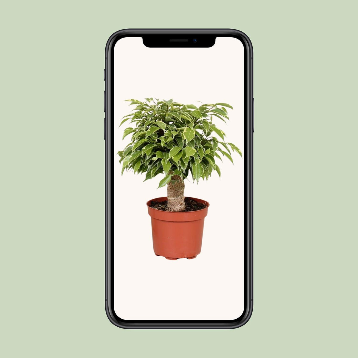 Ficus benjamina Kinky (grædefigen) – Ø12 cm, 28 cm høj