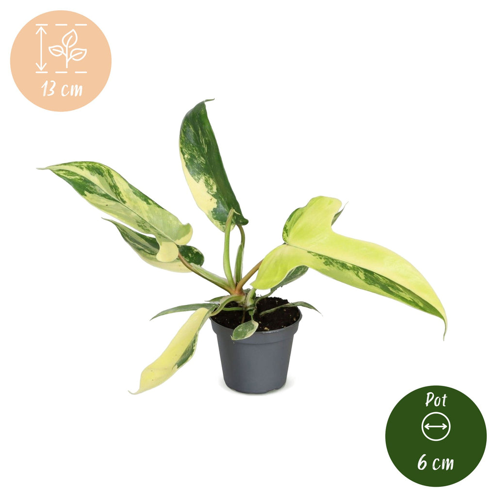 Philodendron Florida Beauty – Ø6 cm, 13 cm high – photo 5
