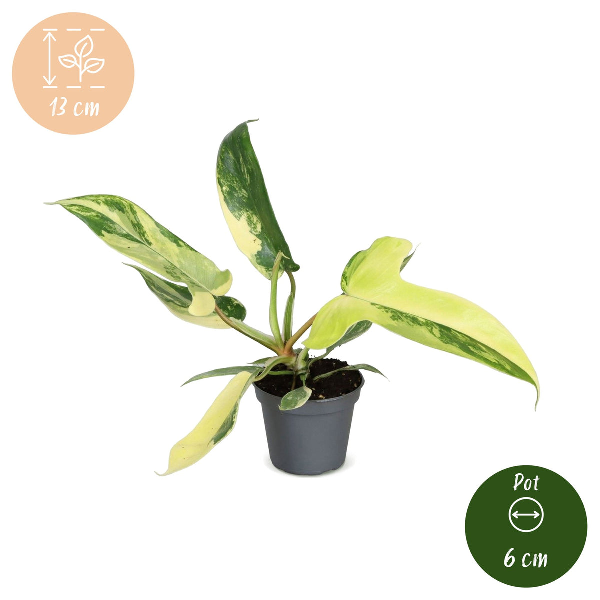 Philodendron Florida Beauty – Ø6 cm, 13 cm high – photo 5