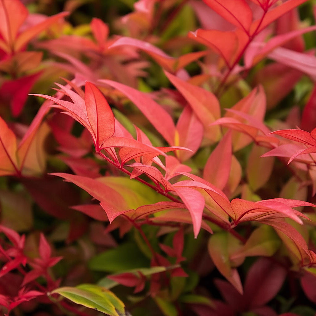 Nandina 'Gulfstream' (Himmlisches Bambus) – orange – Ø 17 cm, 45 cm hoch – Bild 4