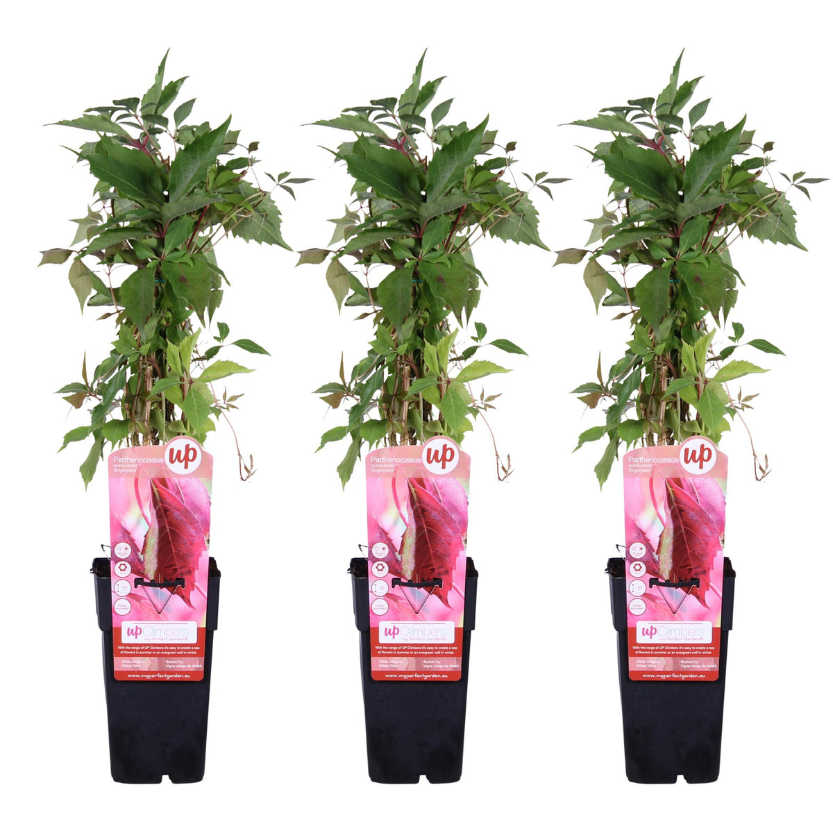 Parthenocissus q. (wild grape) – 3 plants, Ø15 cm, 65 cm high