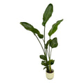 Strelitzia nicolai (vit paradisfågelblomma) i Vibes Fold Round-prydnadsodla vit – Ø18 cm, 100 cm hög