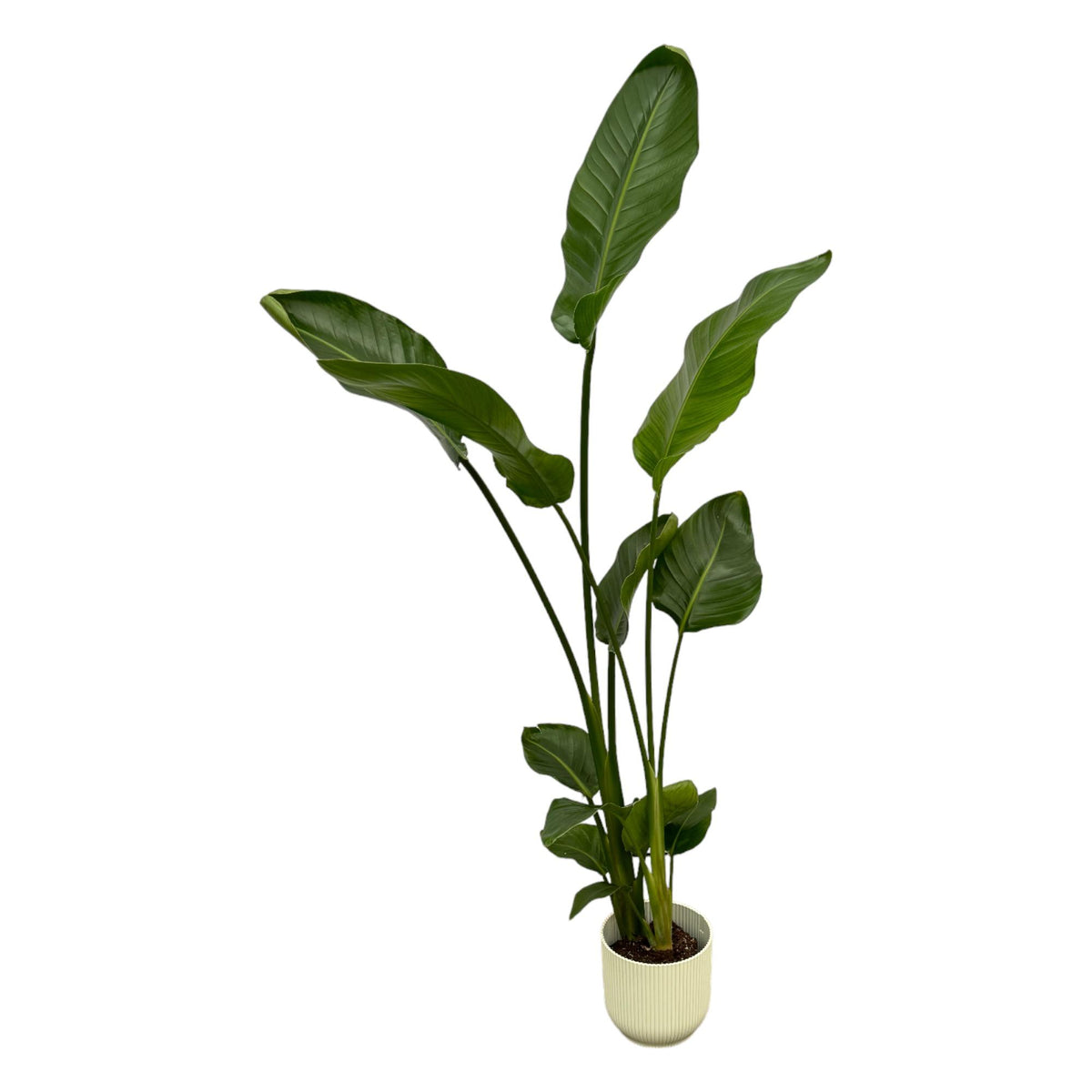 Strelitzia nicolai (vit paradisfågelblomma) i Vibes Fold Round-prydnadsodla vit – Ø18 cm, 100 cm hög