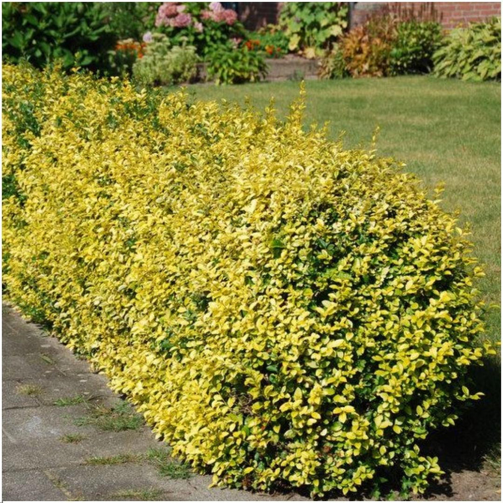Euonymus fortunei 'Emerald Gold' (spindleflower) – 6 plants, 23 cm high – photo 2