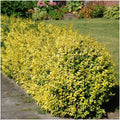 Euonymus fortunei 'Emerald Gold' (wintercreeper) – 6 plants, 23 cm high