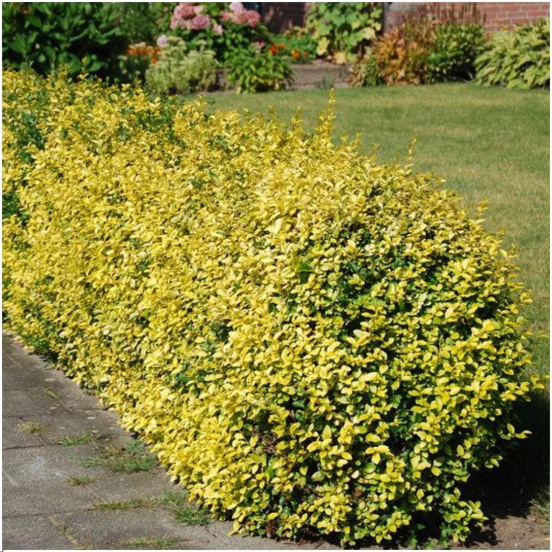 Euonymus fortunei 'Emerald Gold' (spindleflower) – 6 plants, 23 cm high – photo 2