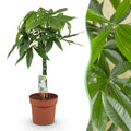 Pachira aquatica mit geflochtenem Stamm (Geldbaum) – Ø 21 cm, 80–90 cm hoch
