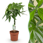 Pachira aquatica mit geflochtenem Stamm (Geldbaum) – Ø 21 cm, 80–90 cm hoch