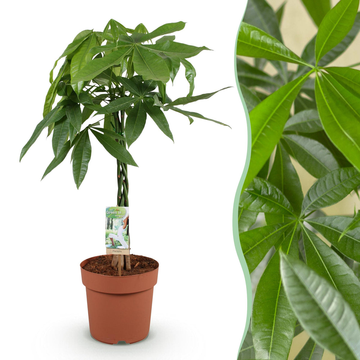 Pachira aquatica mit geflochtenem Stamm (Geldbaum) – Ø 21 cm, 80–90 cm hoch