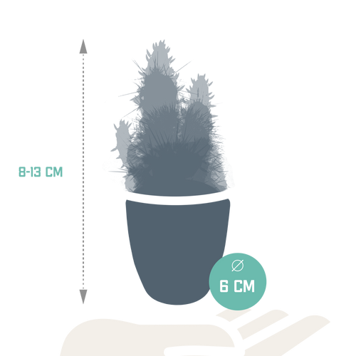 15× Cactus en vetplanten mix (Cactaceae) in witte pot – Ø7 cm, 13 cm hoog