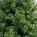 2× Picea glauca Conica (sapin de Noël) – Ø26 cm, 110 cm de haut