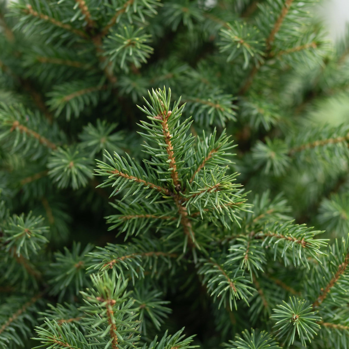 2× Picea glauca Conica (sapin de Noël) – Ø26 cm, 110 cm de haut