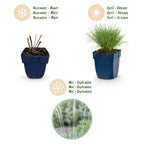 Festuca glauca (fétuque bleue) – 12 plantes, Ø11 cm, 15–25 cm de haut