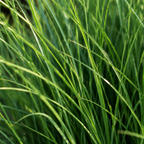 Panicum virgatum 'Northwind' (Fingergras) – 6 Pflanzen, Ø 12 cm