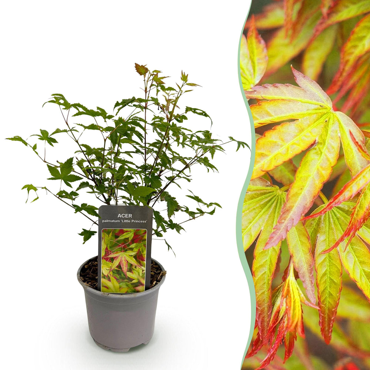 Acer palmatum 'Little Princess' (Japanse esdoorn) – Ø12 cm, 35 cm hoog
