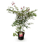 Acer palmatum 'Beni Maiko' (Japanese maple) – red – Ø26 cm, 90 cm high