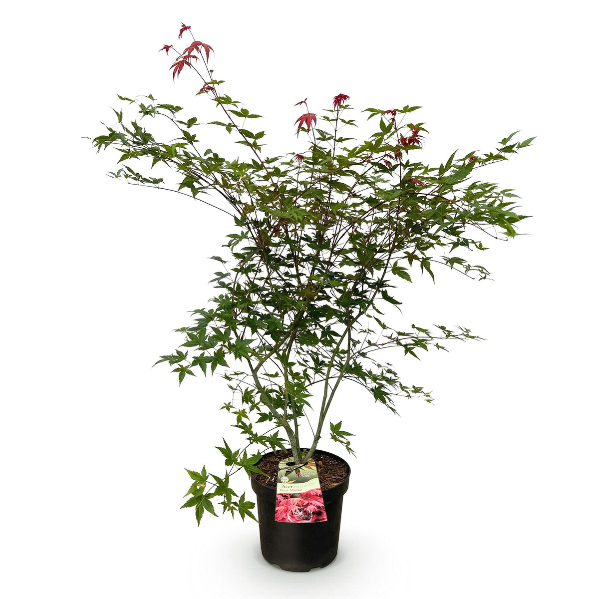 Acer palmatum 'Beni Maiko' (Japanese maple) – red – Ø26 cm, 90 cm high – photo 2