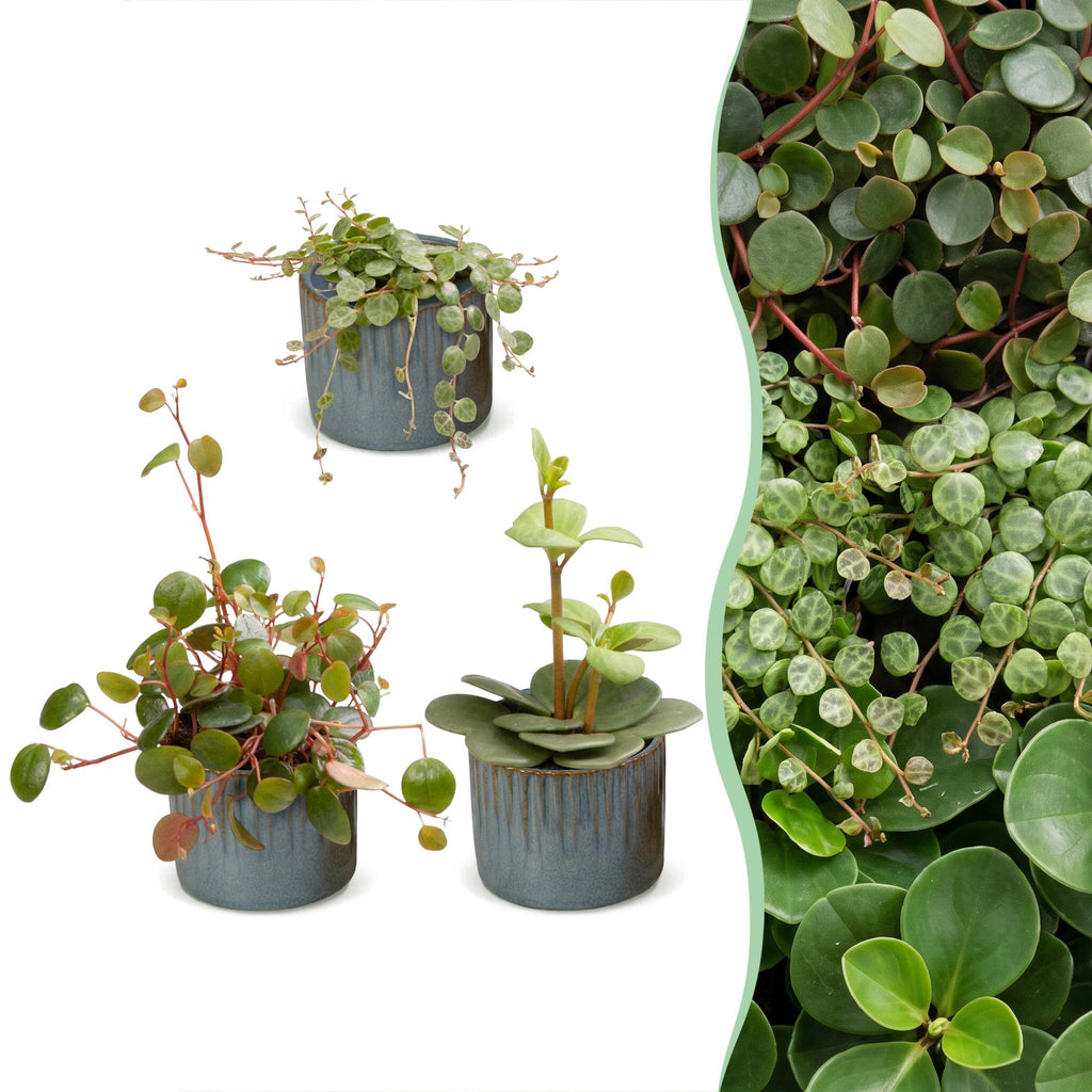 3× Baby Peperomia Mix incl. Linnea Misty Blue – Ø6 cm, 5–15 cm hoog