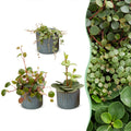3× Baby Peperomia Mix incl. Linnea Misty Blue – Ø6 cm, 5–15 cm hoog