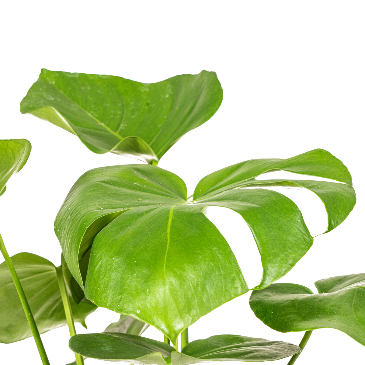 Monstera deliciosa Tauerii (Fensterblatt) – Ø 17 cm, 50–70 cm hoch