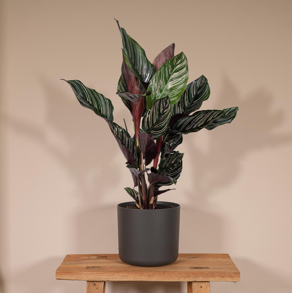 Calathea Ornata – Ø14 cm, 50 cm høj