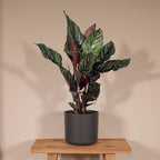 Calathea Ornata – Ø14 cm, 50 cm høj