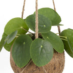 Pilea peperomiodes en kokodama (boule de fibre de coco) – Ø15 cm, 20 cm de haut