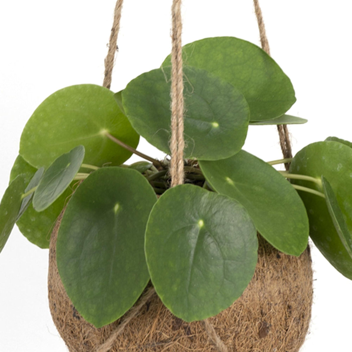 Pilea peperomiodes en kokodama (boule de fibre de coco) – Ø15 cm, 20 cm de haut – photo 2