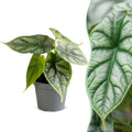 Alocasia Dragon Scale (oreille d'éléphant) – Ø6 cm, 12 cm de haut