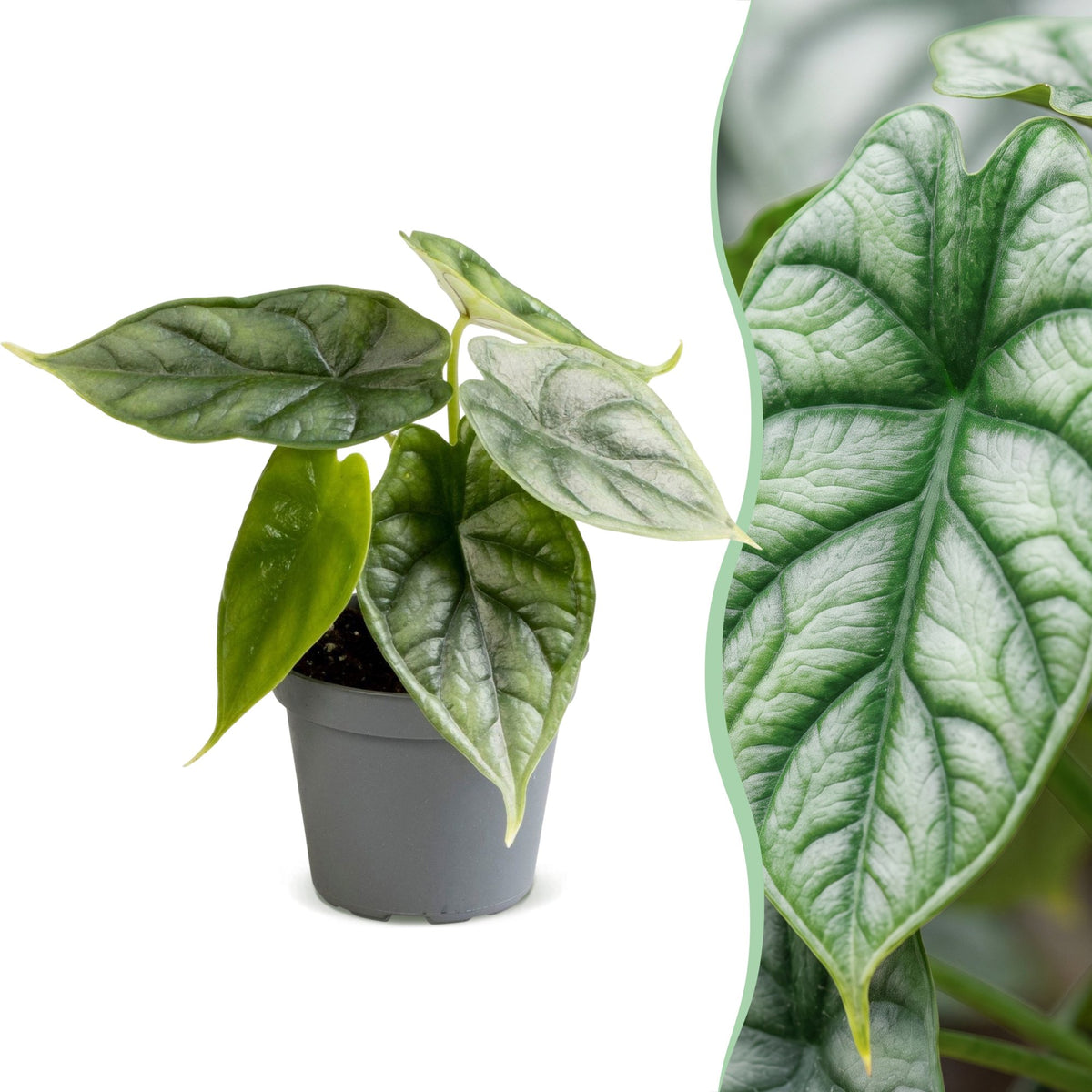 Alocasia Dragon Scale (oreille d'éléphant) – Ø6 cm, 12 cm de haut