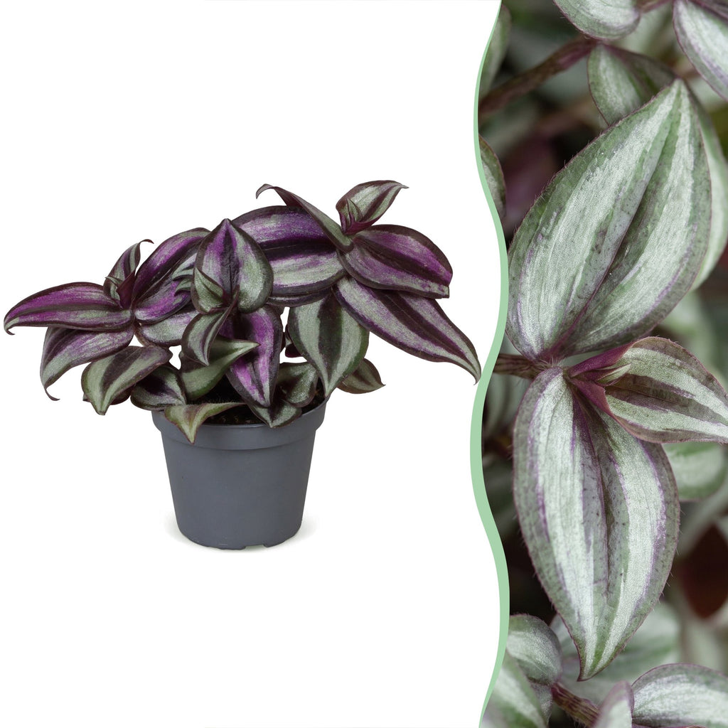 Tradescantia Zebra Pink Joy – Ø6 cm, 5 cm de haut