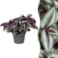 Tradescantia Zebra Pink Joy – Ø6 cm, 5 cm de haut