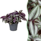Tradescantia Zebra Pink Joy – Ø6 cm, 5 cm de haut