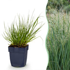 Panicum virg. 'Northwind' (Chinaschilf) – Ø11 cm, 15–25 cm hoch