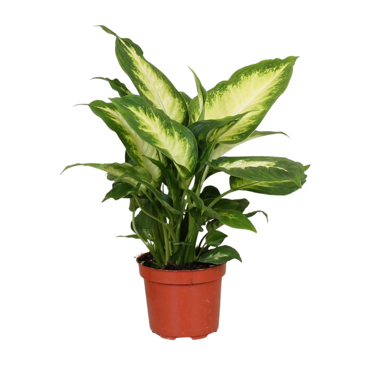 Dieffenbachia Camilla – Ø12 cm, 35 cm hoog